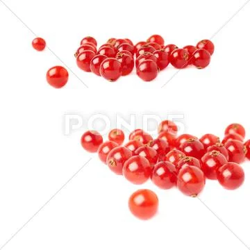 Red Currant isolated over white background Stock Photos