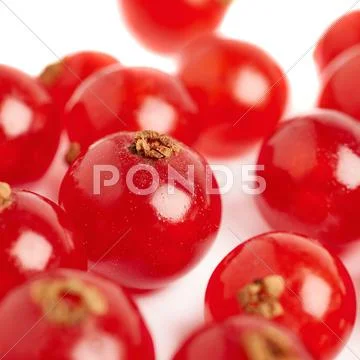 Red Currant isolated over white background Stock Photos