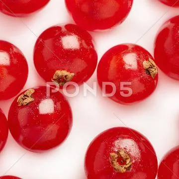 Red Currant isolated over white background Stock Photos