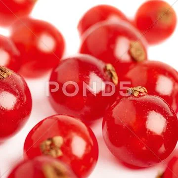Red Currant isolated over white background Stock Photos