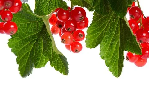 Red currant isolated on white background Stock Photos