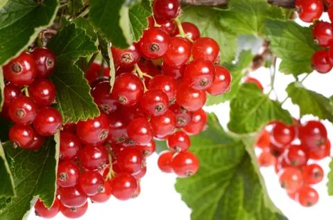 Red currant isolated on white background Stock Photos