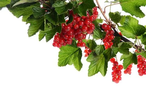 Red currant isolated on white background Stock Photos