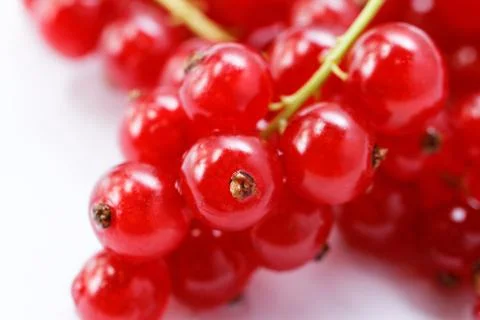 Red currant isolated on white background Stock Photos