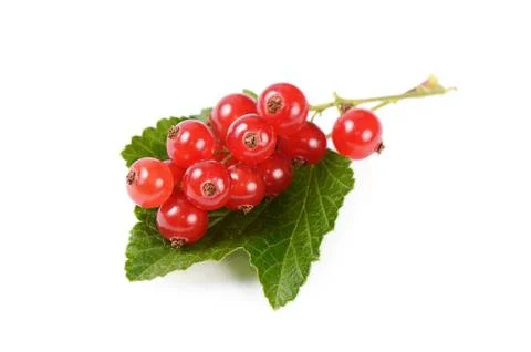 Red currant isolated on white background Stock Photos