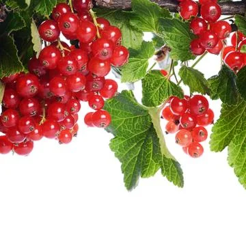 Red currant isolated on white background Foto stock