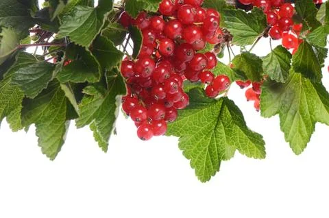 Red currant isolated on white background Foto stock