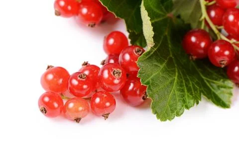 Red currant isolated on white background Stock Photos