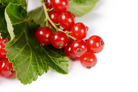 Red currant isolated on white background Stock Photos