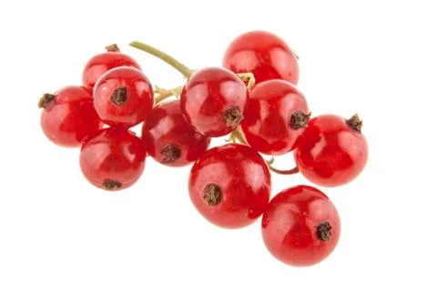 Red currant isolated on white background Stock Photos