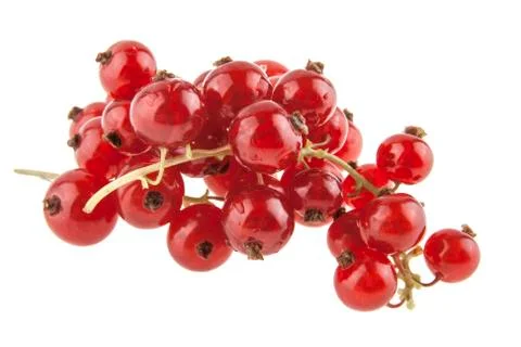 Red currant isolated on white background Stock Photos