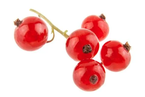 Red currant isolated on white background Stock Photos