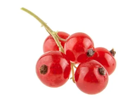 Red currant isolated on white background Stock-Fotos