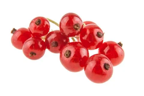 Red currant isolated on white background Stock Photos