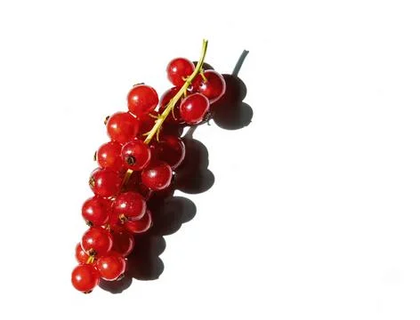Red currant isolated on white background Stock Photos