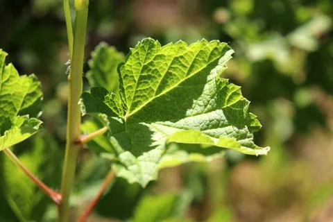 Red currant leaf on a branch in the garden on a sunny summer day Stock Photos