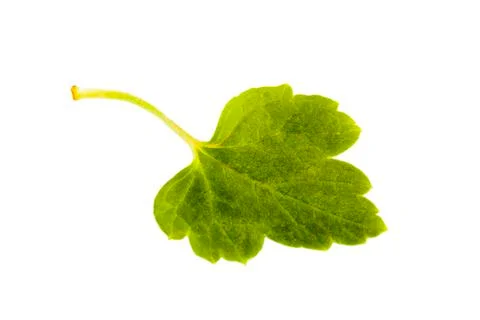 Red curran't leaf isolated on white Stock Photos