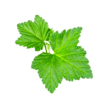 Red Currant Leaf Isolated On White Background Stock Photos