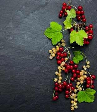 Red currant with leaves Foto stock