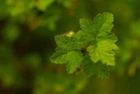 Red Currant leaves. Photos