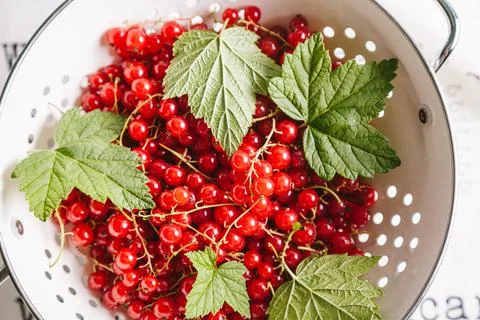 Red currant with leaves in a white colander on a white background. Stock Photos