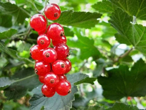 Red currant Stock Photos