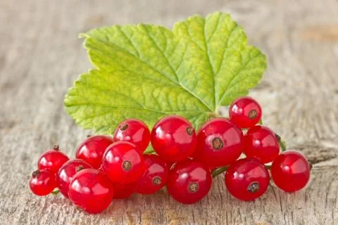 Red currant Stock Photos