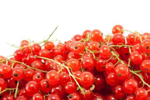 Red currant Stock Photos