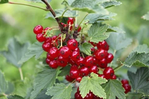 Red currant Stockfoto's