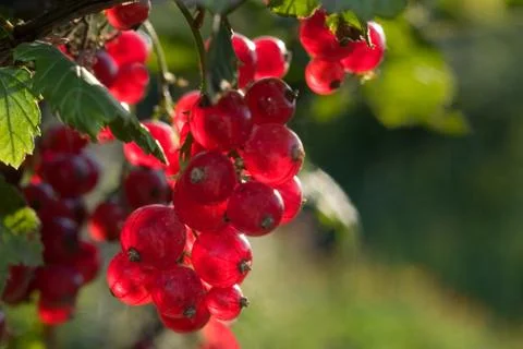 Red currant 스톡 사진
