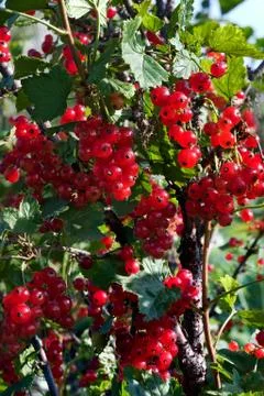 Red currant Photos
