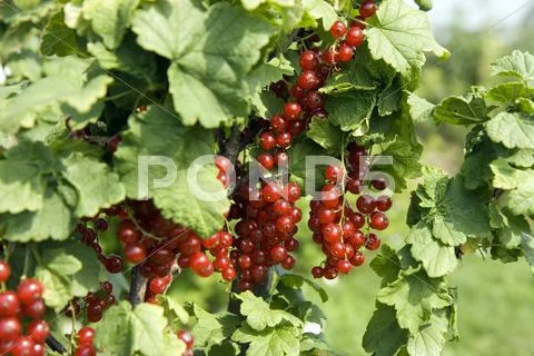 Red currant Stock Photos