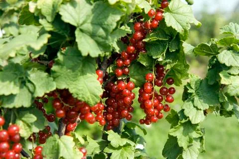 Red currant Stock Photos