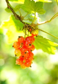Red currant 스톡 사진