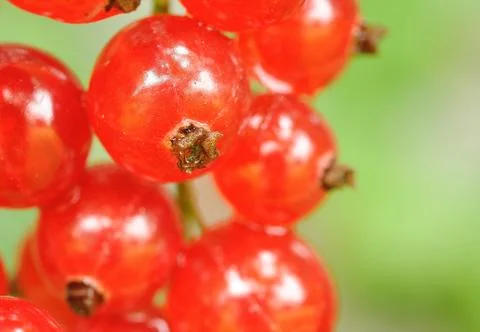 Red currant 스톡 사진