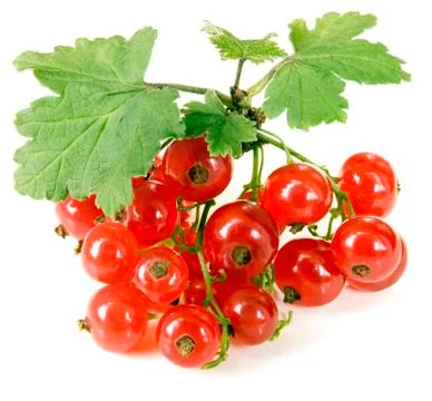 Red currant Stock Photos