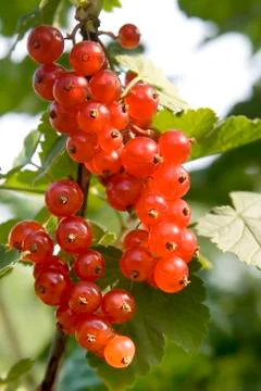 Red currant Stock Photos