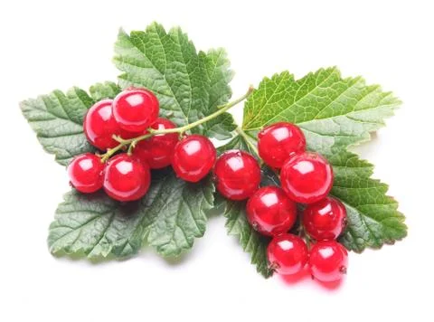 Red currant Stock Photos