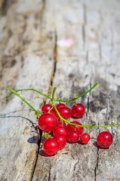 Red currant Stock Photos