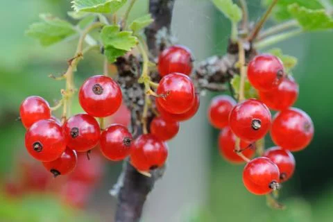 Red currant Stock Photos
