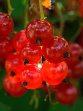 Red currant Stock Photos