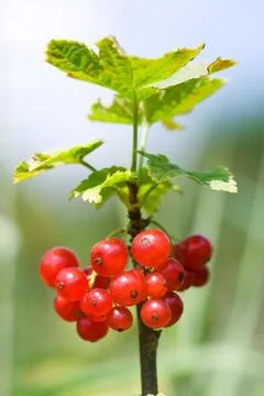 Red currant 스톡 사진