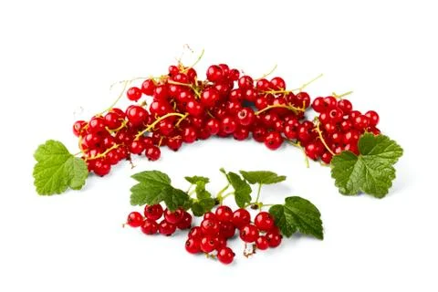 Red currant Stock Photos