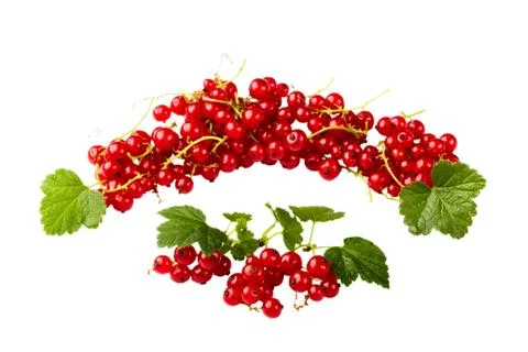 Red currant Stock Photos