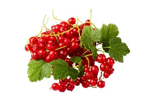 Red currant Stock Photos