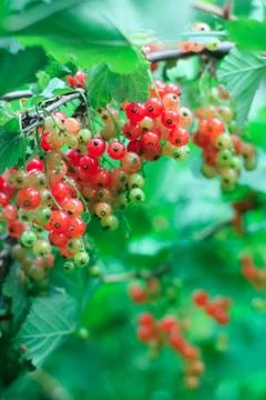 Red Currant Stock Photos