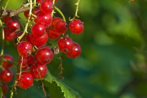 Red currant Stock Photos