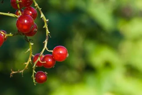 Red currant Stock Photos