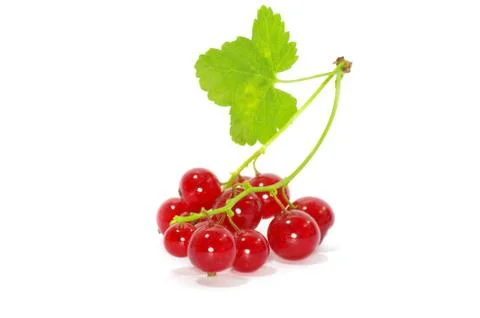 Red currant Stock Photos
