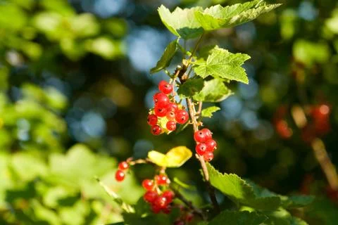 Red currant Stock Photos
